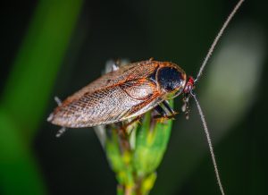 cafard-de-jardin