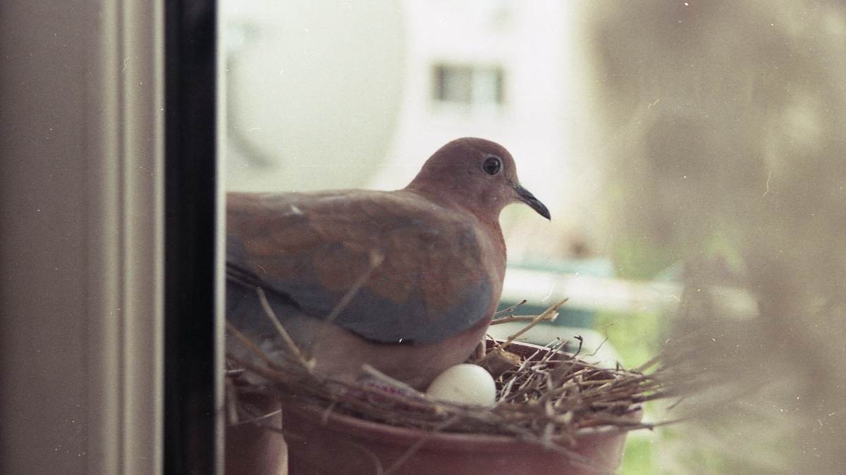 nid de pigeon sur mon balcon signification nid de pigeon sur mon balcon signification
