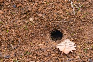 trous-dans-le-jardin-sans-monticule