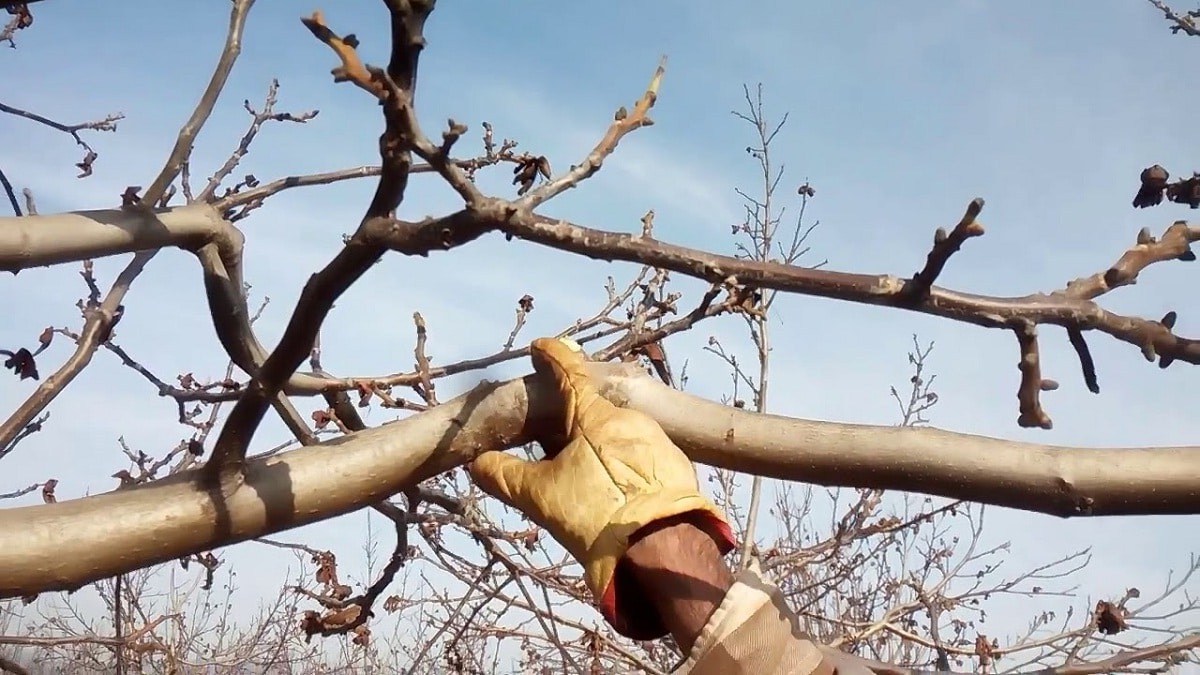 comment tailler noyer comment tailler noyer