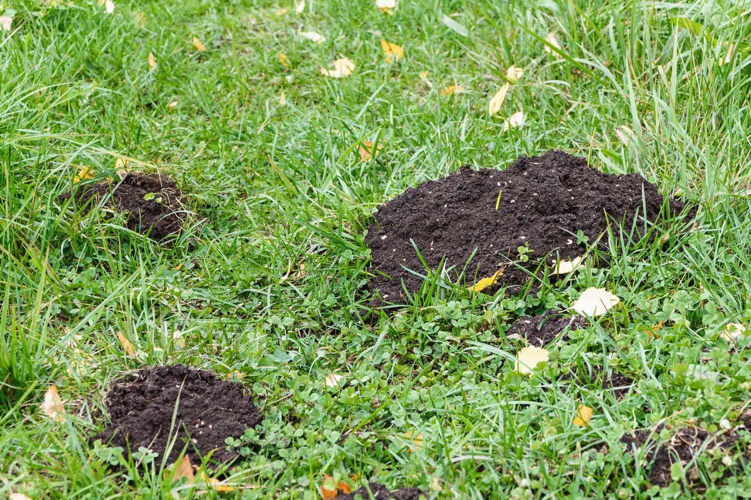 trous dans la pelouse trous dans la pelouse