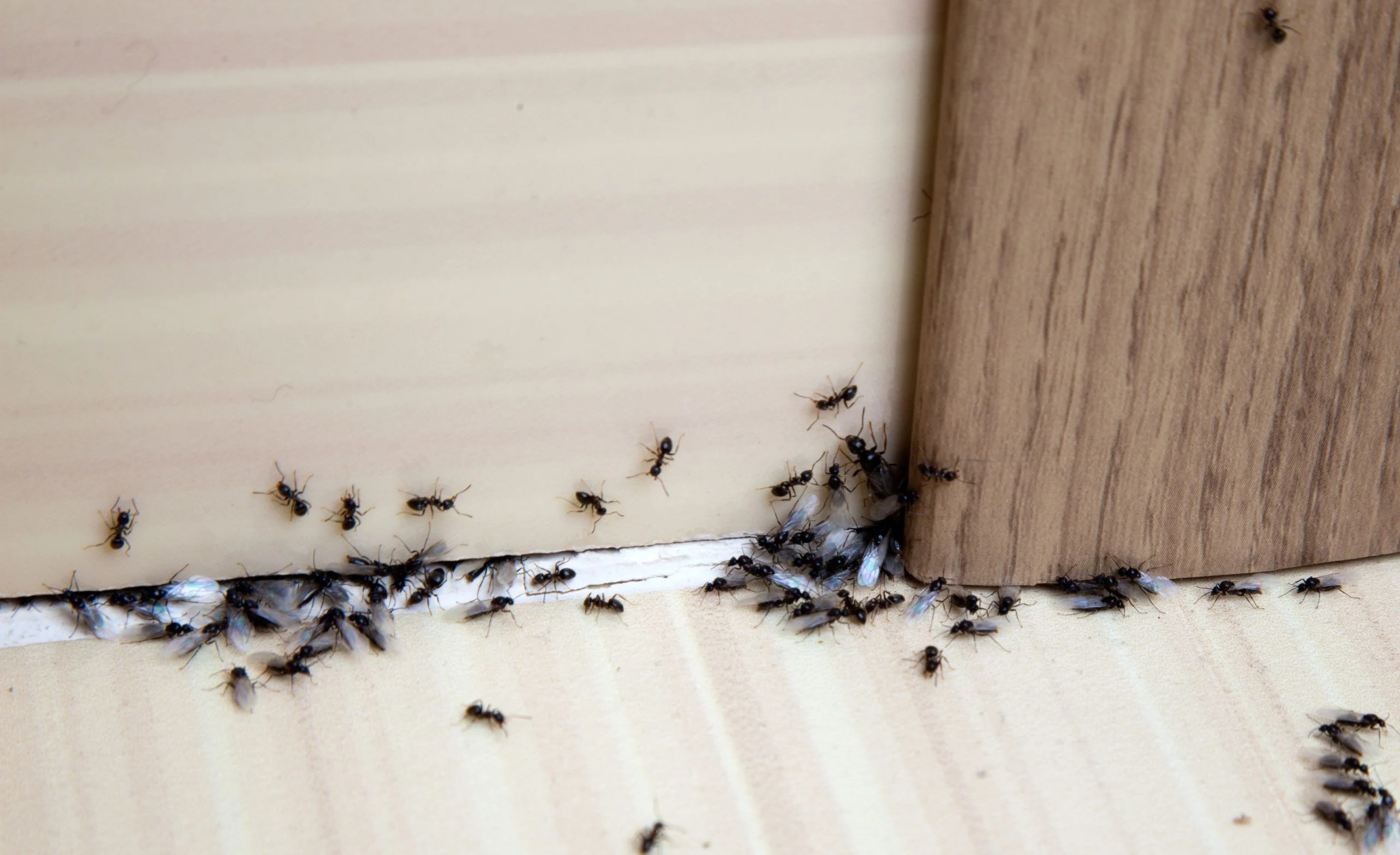 fourmis-dans-la-maison-signification