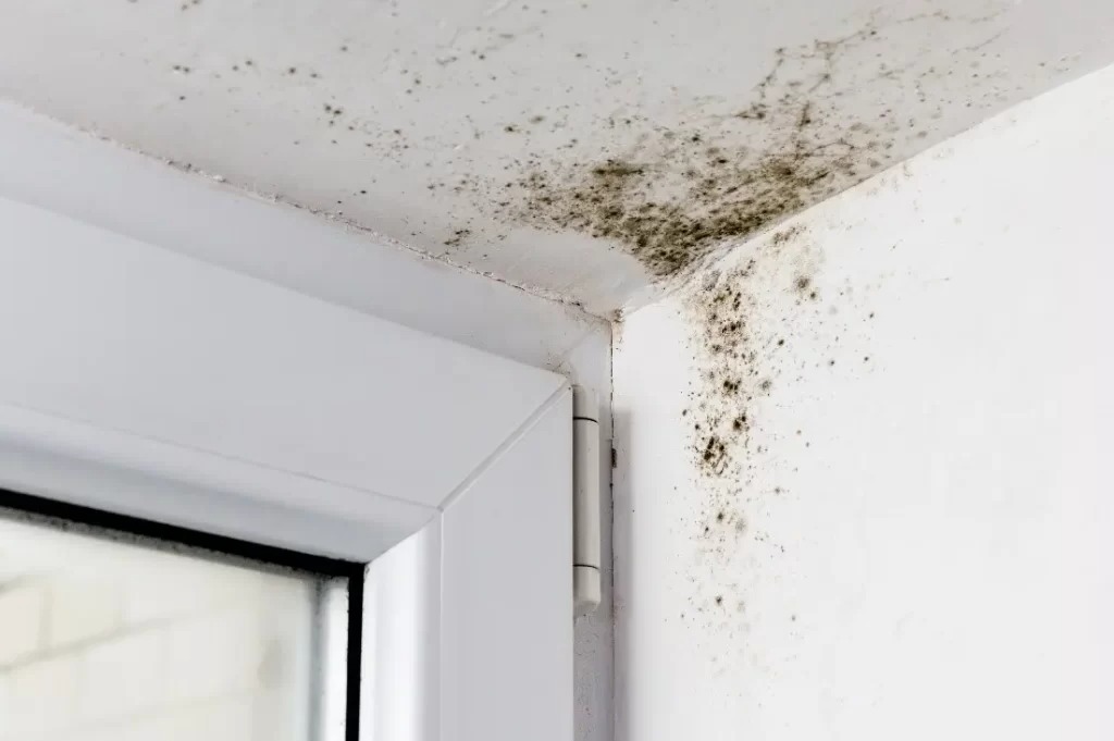moisissure-plafond moisissure-plafond