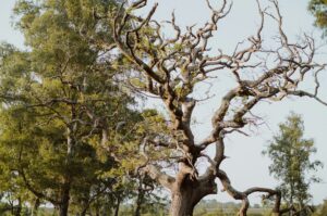 reglementation-hauteur-des-arbres-de-plus-de-30-ans