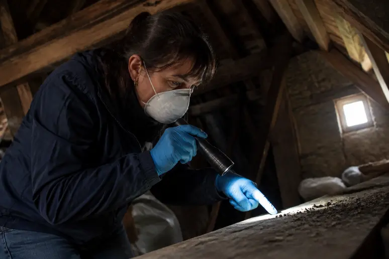 Identification de crotte-de-chauve-souris : femme examinant le guano sur une poutre dans un grenier.