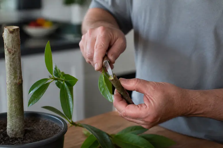 Des mains coupent des pachira-pousses sur le tronc pour les bouturer, montrant la multiplication de la plante.