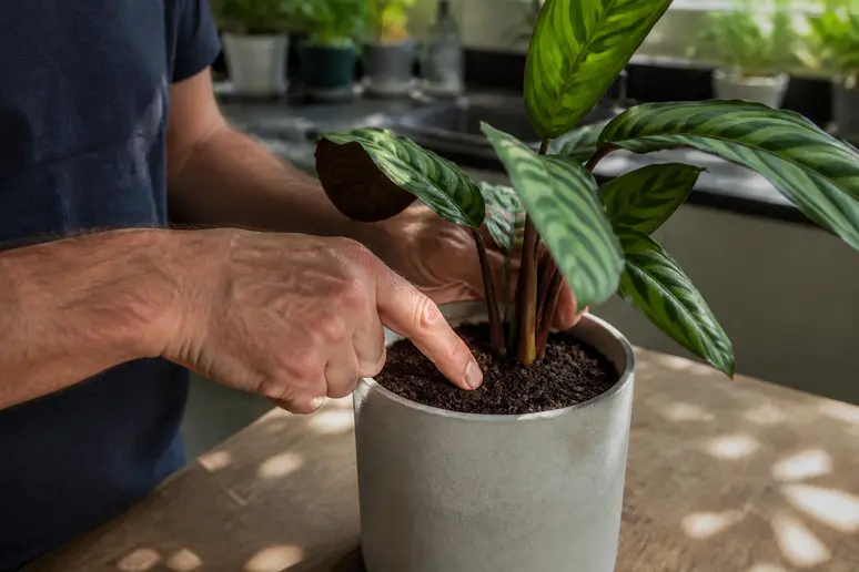 Un homme vérifie l'humidité du terreau d'une plante d'ombre d'intérieur, gage d'un bon entretien.
