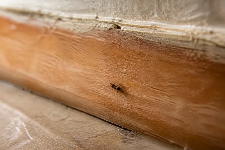 Identification d un petit insecte noir rampant le long d une plinthe en bois