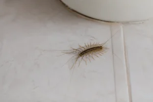 Que signifie la présence de mille-pattes dans votre maison ?
