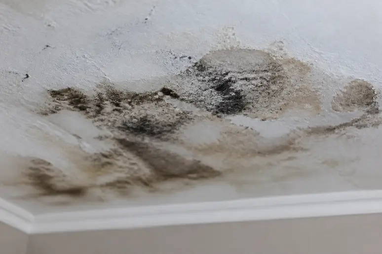 Gros plan sur un plafond en placo endommagé par l'humidité, révélant l'étendue de la moisissure.