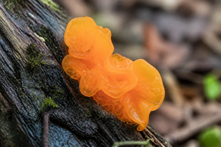 Trémelle mésentérique jaune et orange vif sur une souche de bois mort humide