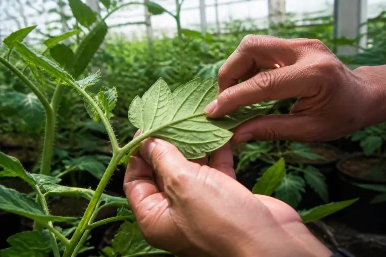 Jardinier observant attentivement les feuilles d'une plante pour identifier les conseils de jardinage fiables en ligne