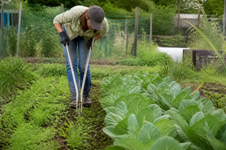 Utilisation d'un outil de désherbage mécanique pour corriger les erreurs courantes au jardin et préserver le sol