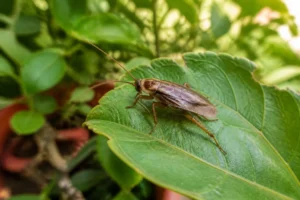 Un petit cafard de jardin sur une feuille verte illustre qu'il ne représente aucun cafard de jardin danger pour la maison.
