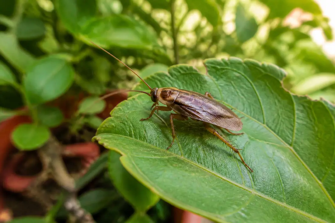 Un petit cafard de jardin sur une feuille verte illustre qu'il ne représente aucun cafard de jardin danger pour la maison.