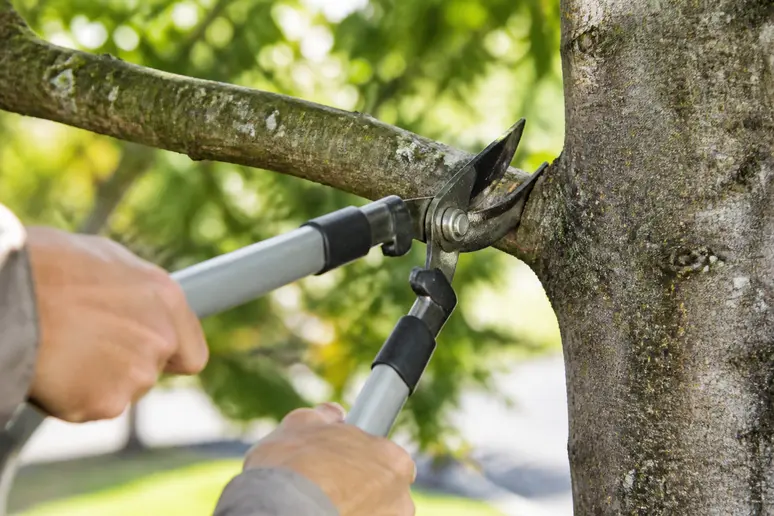 Sécateur taillant un mûrier platane au ras exact du bourrelet cicatriciel