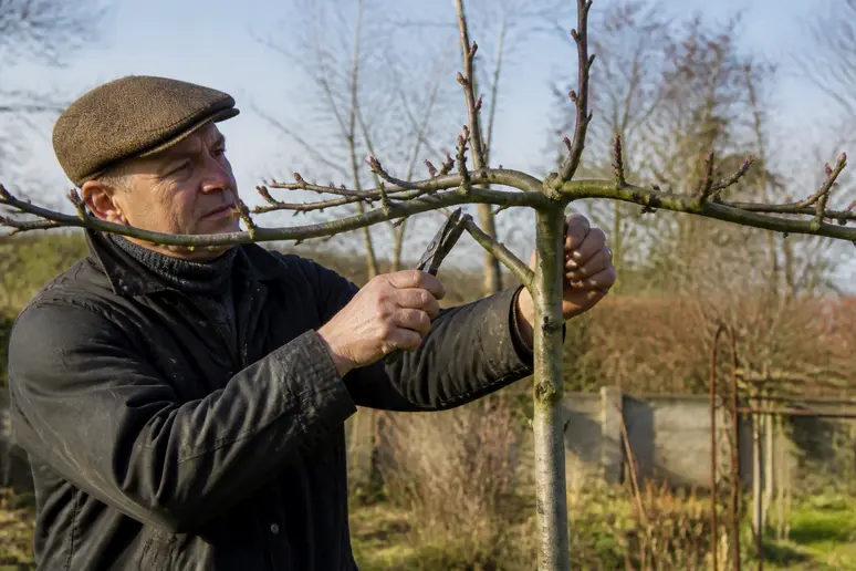Formation des branches charpentières d'un mûrier platane pour créer un parasol