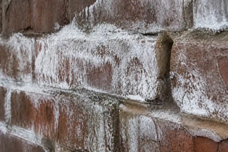 Dépôts blanchâtres de salpêtre poudreux sur un mur de briques humides