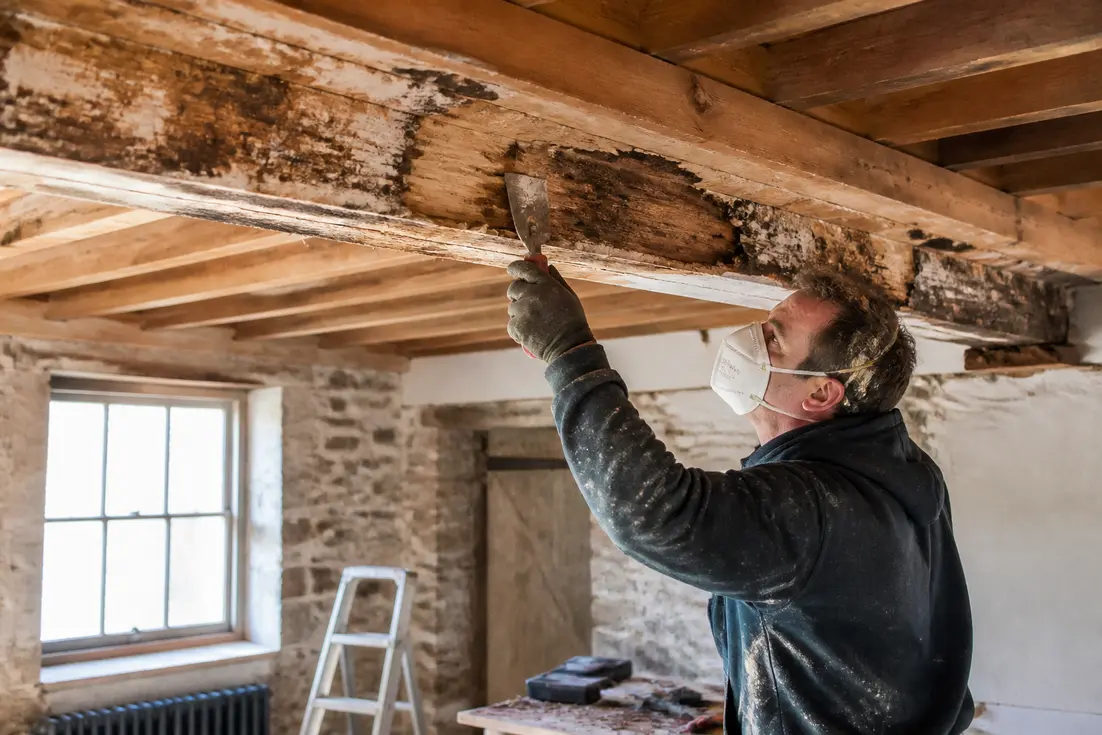 artisan qualifié en train de traiter la mérule sur une poutre en bois endommagée lors de travaux